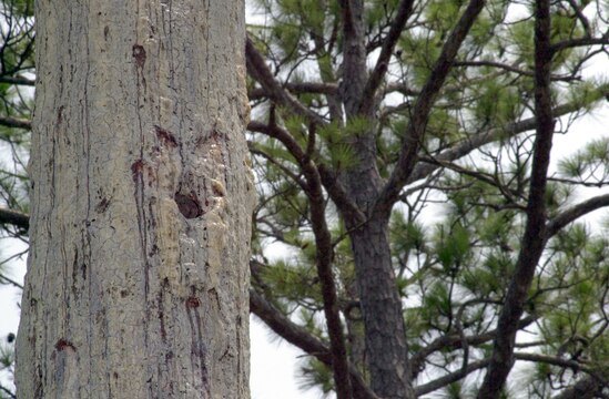 MARINE CORPS BASE CAMP LEJEUNE, N.C. - A long leaf pine tree, home to a family of endangered Red-cockaded Woodpeckers, stands off Mile Hammock Bay Road on July 22. These woodpeckers are finicky, high-maintenance birds once thrived in the pine forests stretching as far west as Texas, as far north as New Jersey and as far south as Florida, but changes in land use and the expansion of commercialized civilization have deprived them of critical habitats. (Official Marine Corps photo by Lance Cpl. Matthew K. Hacker)