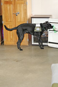 Rocio proves his worth by fetching a cold drink from a refrigerator door, one of the dog's many talents.