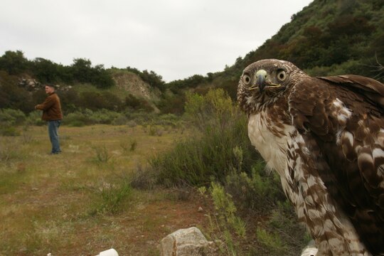 Akando, a red tail hawk belonging to Sgt. Thomas Parker, a ground safety manager with Marine Light Attack Helicopter Training Squadron 303, Marine Aircraft Group 39, 3rd Marine Aircraft Wing, takes a moment to relax after training near Oceanside March 14. Parker named his raptor after a Native American word for ambush. (U.S. Marine Corps photo by Lance Cpl. Christopher O'Quin) (Released)