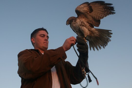 Sgt. Thomas Parker, a ground safety manager with Marine Light Attack Helicopter Training Squadron 303, Marine Aircraft Group 39, 3rd Marine Aircraft Wing, unsecures a leash attached to his raptor Akando, at Marine Corps Base Camp Pendleton, Calif. March 17. The raptor?s natural enhanced vision enables him to see prey more than a 100 yards away in a detailed view.  (U.S. Marine Corps photo by Lance Cpl. Christopher O'Quin) (Released)