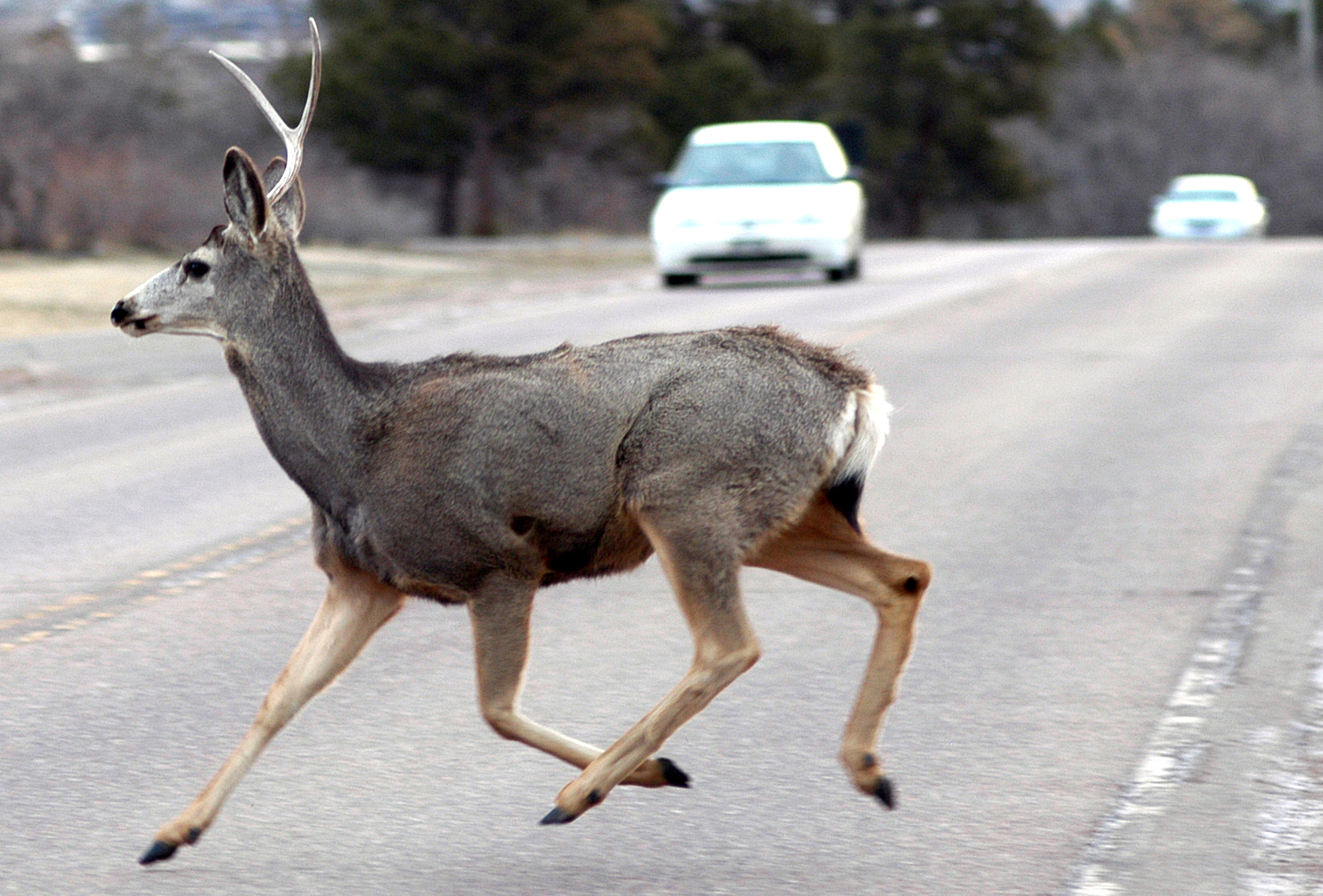 Deer on road