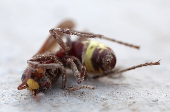 An Oriental hornet lies at the base of its nest after being sprayed with a broad spectrum insecticide aboard Forward Operating Base Zeebrugge, Afghanistan, Sept. 24. Two sailors from the Preventative Medicine Unit aboard Camp Leatherneck visited the base to quell a growing pest problem, which included a subterranean termite infestation in some of the base's decades-old buildings scattered around the area. (U.S. Marine Corps photo by Sgt. Justin J. Shemanski)