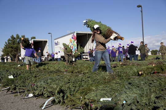 Volunteers offload and lay out Christmas tress for display during the Trees for Troops 2013 event. Approximately 800 trees were delivered to Pendleton for the annual Trees for Troops giveaway Dec. 6. Trees for Troops is a program that collects and delivers Christmas trees to service members and their families at 60 military bases in the U.S. and overseas.