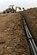 Members of the 272nd Engineering and Installation Squadron dig trenches for fiber optic cables through Camp John Pratt, Afghanistan, Jan. 31, 2013.  The 272nd EIS is tasked with constructing the communications infrastructure used by thousands of servicemembers and military contractors at the camps located near the city of Mazar-e-Sharif. (U.S. Air Force photo/Senior Airman Chris Willis)