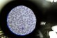 Blood cells are examined through a microscope at the Craig Joint Theater Hospital on Bagram Airfield, Afghanistan, Jan. 24, 2013. The 455th Expeditionary Medical Support Squadron laboratory technicians constantly monitor the stocked blood through quality control measures to ensure safety and proper distribution to the hospital patients. (U.S. Air Force photo/Senior Airman Chris Willis)