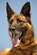 Ruth, 455th Expeditionary Security Forces Group Military Working Dog, deployed from Wright-Patterson Air Force Base, Ohio, takes a break from her obstacle course training at Bagram Airfield, Afghanistan, April 28, 2013. The course provides obstacles at different heights to provide realistic scenarios MWD teams can expect while on patrol. (U.S. Air Force photo/Senior Airman Chris Willis) 

