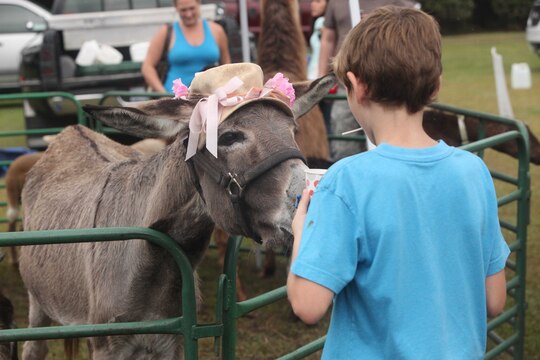 A child feeds a donkey at the 11th Annual Riverwalk Festival in Jacksonville, N.C., Saturday. Play houses, pony rides and face painting entertained children during the event.