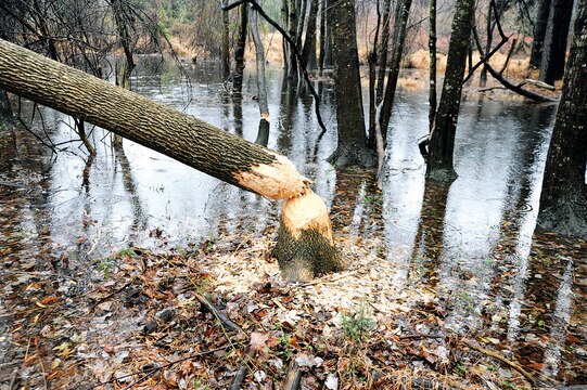 Beavers are capable of felling large trees by gnawing through the trunk in a circular pattern, as they have done to this tree adjacent to Louis Road aboard Marine Corps Base Quantico. They use tree bark as their primary food source and the trunk and branches to build their homes and create dams.