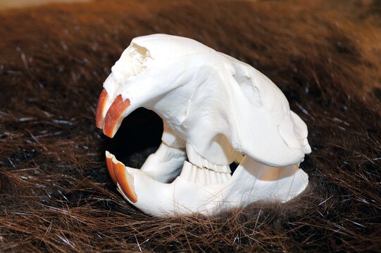 Beavers are members of the rodent family and have large, strong teeth for gnawing through wood, as can be seen in this photograph of a beaver skull in the Fish and Wildlife and Agronomy Program office aboard Marine Corps Base Quantico. 