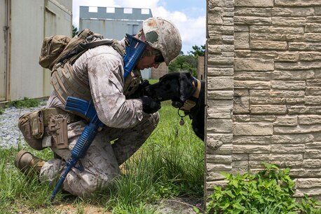 Cpl. Justin B. Trujillo, left, gives his military working dog, Cutter, a drink of water during improvised explosive device detection training July 2 in the Central Training Area. MWDs and their handlers form a special bond through constant training and interaction, making them a unique asset to the mission of III Marine Expeditionary Force. Trujillo is a Los Alamos, New Mexico, native and military working dog handler with 3rd Law Enforcement Battalion, III Marine Expeditionary Force Headquarters Group, III MEF. Cutter is a specialized search dog with the battalion.