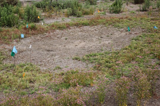 Vernal pools serve as specialized seasonal habitats for Fairy Shrimp to survive during the Spring and Summer months. The amount of pools differ throughout the year due to changes in temperature, weather and other ecological conditions. Dry vernal pools are restored by heavy rainfall during the rainy seasons.

