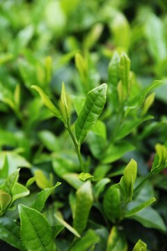 Green tea originated in China during the ninth century, but is now associated with many cultures throughout Asia, including Japan. Originally a drink of the religious classes, Japanese priests and diplomats traveled to China to learn about the culture and ended up returning with the treasured tea. In Japan, Shizuoka, Kagoshima and Uji tea fields are the most well-known places for tea cultivation and the rise in popularity has made tea a very common drink in Japanese society.