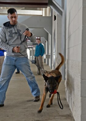 Senior Airman Valentino Blank, 14th Security Forces Squadron Military Working Dog handler, and MWD Dito run a training course set up by the Federal Bureau of Investigations to practice explosives detection Feb. 16 at Mississippi State University in Starkville, Mississippi. The training was held to improve the canines’ detection of improvised explosive and commercial explosives. (U.S. Air Force photo/2nd Lt. Lauren Woods)