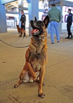 Mississippi State University Police Department K-9 Migel mugs for the camera at his handler’s command at the FBI explosives detection training session Feb. 16 at Mississippi State University in Starkville, Mississippi. Participants at the joint explosives detection training session included teams from across Mississippi and Columbus Air Force Base. (U.S. Air Force photo/Senior Airman Stephanie Englar)