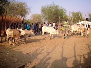 Cattle auction, Lankien, South Sudan
