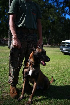 MARINE CORPS TRAINING AREA BELLOWS – Mido, a military working dog waits with his Marine handler during a military dog demonstration for a Cub Scout Troop 311 aboard Marine Corps Training Area Bellows, March 5, 2016. The demonstration involved Marines and civilian officers from the MCB Hawaii Provost Marshal’s Office military working dogs unit. Marines and civilian officers gave different commands to their dogs to show off their intelligence and obedience. The dog handlers also wore a bite jacket for a mock take down by the dogs to show the scouts the discipline and training the dogs show when facing a real threat. Police Officer Travis Cleaveland, a dog handler with the K9 Police Unit said the dogs are constantly training and are ready on command to stop any threat. (U.S. Marine Corps Photo by Lance Cpl. Jesus Sepulveda Torres)