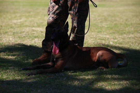 MARINE CORPS TRAINING AREA BELLOWS – Mido, a military working dog, waits with his Marine handler during a military dog demonstration for Cub Scout Troop 311 aboard Marine Corps Training Area Bellows, involving Marines and civilian officers from the K9 police unit with Marine Corps Base Hawaii, March 5, 2016.  Marines and civilian officers gave different commands to their dogs, showing off their intelligence and obedience. The dog handlers also wore a bite jacket for a mock take down by the dogs to show the scouts the discipline and training the dogs show when facing a real threat. (U.S. Marine Corps Photo by Lance Cpl. Jesus Sepulveda Torres)
