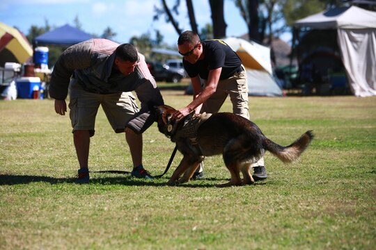 MARINE CORPS TRAINING AREA BELLOWS – Police Officer Kristopher Evers, a military working dog handler for the Provost Marshal’s Office Military Working Dogs Unit with Headquarters Battalion from Marine Corps Base Hawaii, commands his military working dog Diego to let go of a bite jacket during a demonstration of their dogs capabilities for Cub Scout troop 311 aboard Marine Corps Training Area Bellows, March 5, 2016. Marines and civilian officers gave different commands to their dogs, showing off their intelligence and obedience. The dog handlers also wore a bite jacket for a mock take down by the dogs to show the scouts the discipline and training the dogs show when facing a real threat. Evers, a Denver, Colo., native, said they train with the dogs so much and spend a lot of time taking care of them that are apart his family. (U.S. Marine Corps Photo by Lance Cpl. Jesus Sepulveda Torres)