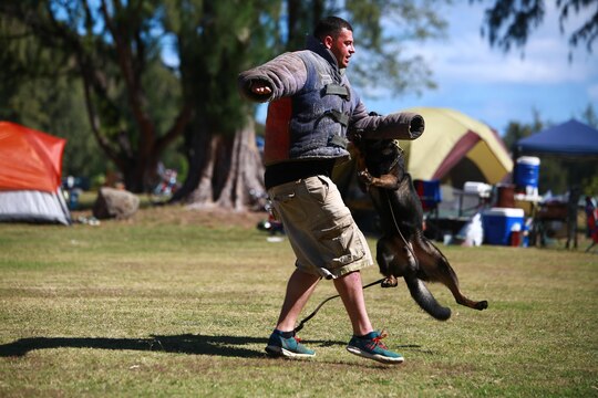 MARINE CORPS TRAINING AREA BELLOWS – Police Officer Travis Cleaveland, a military working dog handler for the Provost Marshal’s Office Military Working Dogs Unit with Headquarters Battalion from Marine Corps Base Hawaii, demonstrates a mock takedown with Nero, one of the military police dogs there for Cub Scout troop 311 aboard Marine Corps Training Area Bellows, March 5, 2016. Marines and civilian officers gave different commands to their dogs, showing off their intelligence and obedience. The dog handlers also wore a bite jacket for a mock take down by the dogs to show the scouts the discipline and training the dogs show when facing a real threat. Cleaveland, a St. Cloud, Minn., native, said his military working dogs are constantly training and ready on command to stop any threat. (U.S. Marine Corps Photo by Lance Cpl. Jesus Sepulveda Torres)