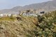 Civil engineer advisors from Train, Advise, Assist Command-Air (TAAC-Air) clear a field surrounding an entry control point at Kabul Air Wing, Afghanistan, Oct. 6, 2016. The team cleared an area of 350-meters long, 20-meters wide, and 7-meters deep of reeds that had grown in excess of 15 feet.  