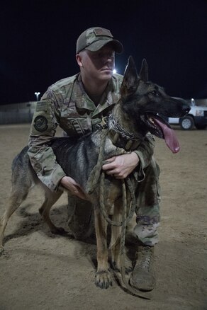 U.S. Air Force military working dog handler, Staff Sgt. Patrick Cushing, and working dog Tuka participate in a demonstration highlighting the capabilities of the team at Al Dhafra Air Base, United Arab Emirates, October 8, 2018.

The speed, agility, and discipline of the working dogs were on display as their handlers performed simulated training scenarios that replicate real-world encounters the military working dogs and their handlers’ experience.

The scenarios included the MWD’s escorting simulated potential suspects, played by handlers, as they chased and apprehended their fleeing targets on the command of handlers. 

“This demo is the result of many hours of challenging and purposeful training between the military working dogs and their handlers,” said Staff. Sgt. Jeffrie Kennedy. “I’m truly proud of this team and their capability performed within this demonstration as they show what we bring to the fight and our team enjoys getting the chance to demonstrate our capability.”

Brig. Gen. Adrian Spain, 380th Air Expeditionary Wing commander, was impressed with the capabilities of the working dogs.

“This team is an integral part of our ability to protect and defend our people and mission here. It was awesome for the rest of the base to be able to see them in action,” said Spain. (U.S. Air Force photo by Tech. Sgt. Nieko Carzis)