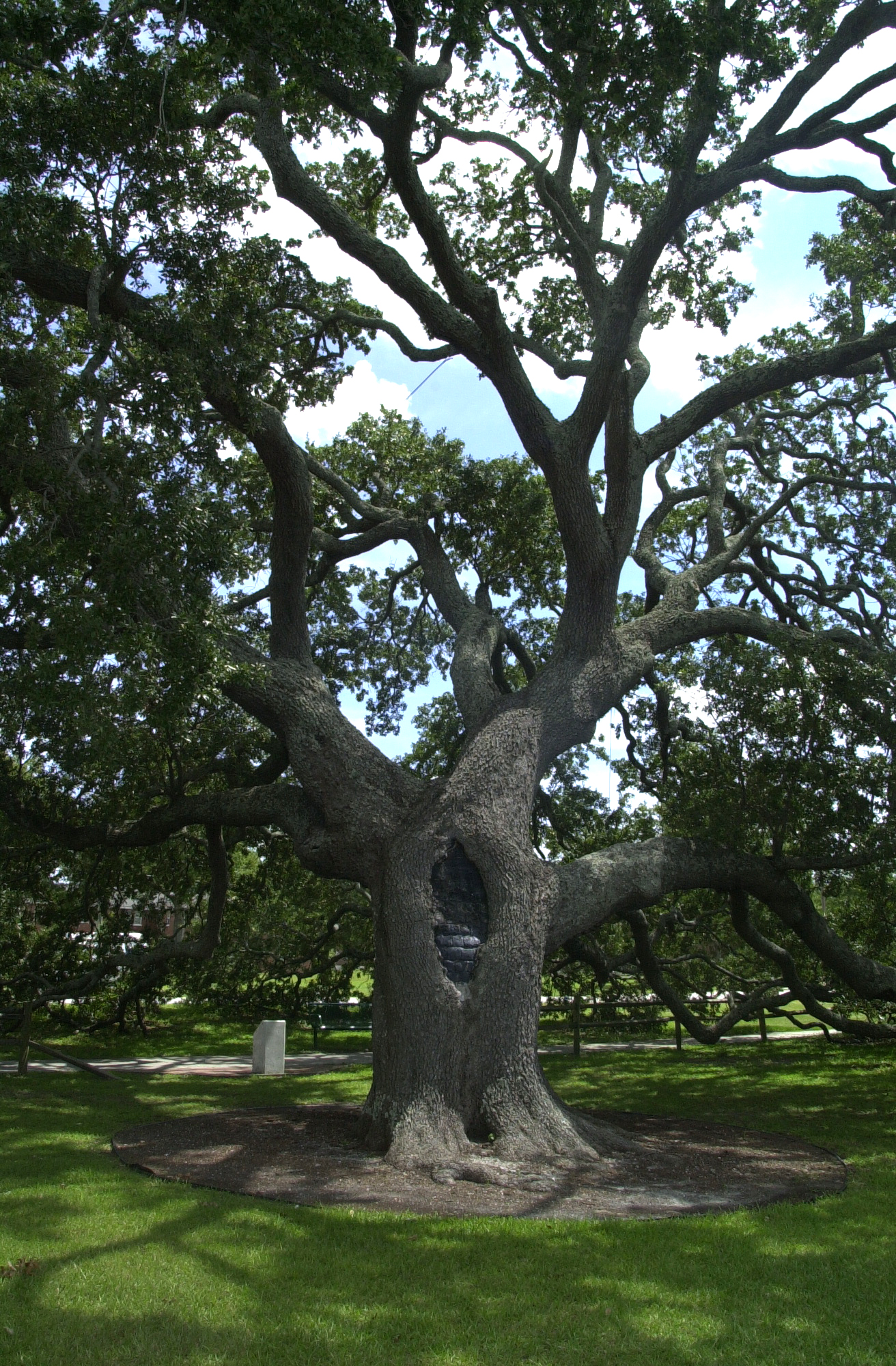Tree 01 Jpg For trusted oral surgery services, choose live oak oral surgery of texas. tree 01 jpg