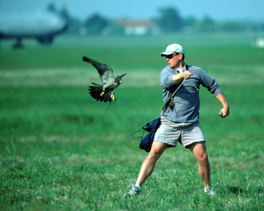 Falconer Reid Erickson prepares to release Olympia, a 10-year-old Peregrine Falcon, for a bird clearance flight at McGuire Air Force Base, N.J., on May 5, 2001. Olympia and Erickson, of the World Bird Sanctuary, clear the airspace of birds to reduce the risk of bird strikes. The Bird Aircraft Strike Hazard program at McGuire Air Force Base has utilized 12 Falcons for the last three years. There has been a 100% reduction in C-141B Starlifter damaging bird strikes from 1998 and an 80% reduction in number of KC-10A Extender damaging bird strikes from 1999. 