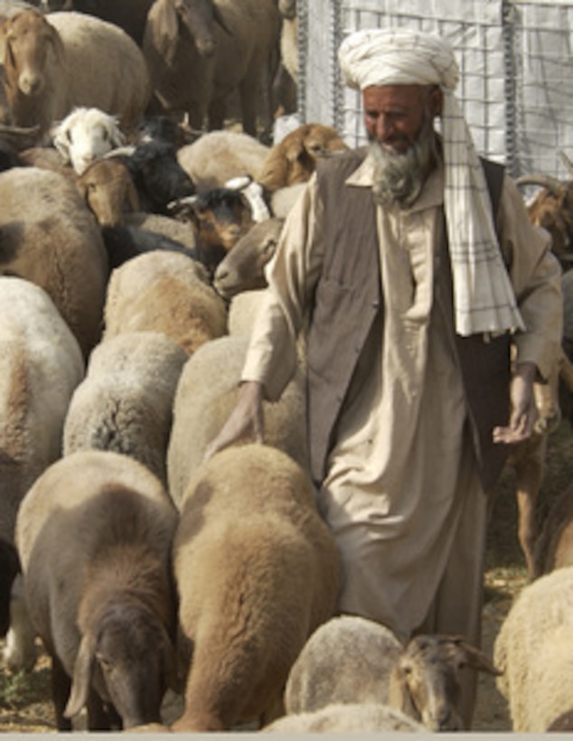 A shepherd from the village of Sayad, Afghanistan, herds his sheep into a corral where they will be seen by U.S. Army veterinarians during a Medical Contingency Assistance Program on Nov. 3, 2002. MEDCAP's are providing free medical, dental and veterinary care to some of the local villages here in Afghanistan. They also provide literature on the dangers of unexploded ordnance and why the U.S. is here in their country. 