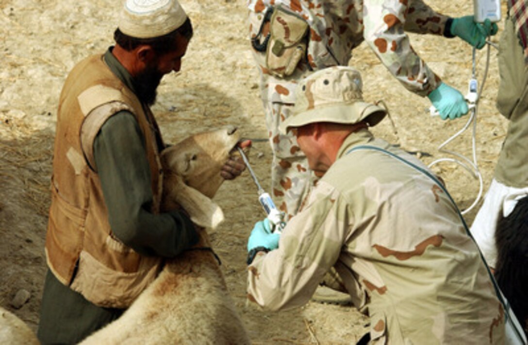 U.S. Army veterinary personnel treat goats in the village of Sayed, Afghanistan, on Nov. 3, 2002. Medical and veterinary personnel from the U.S., Republic of Korea and Australian armed forces are providing free treatment as part of humanitarian assistance programs designed to help the people of Afghanistan. 