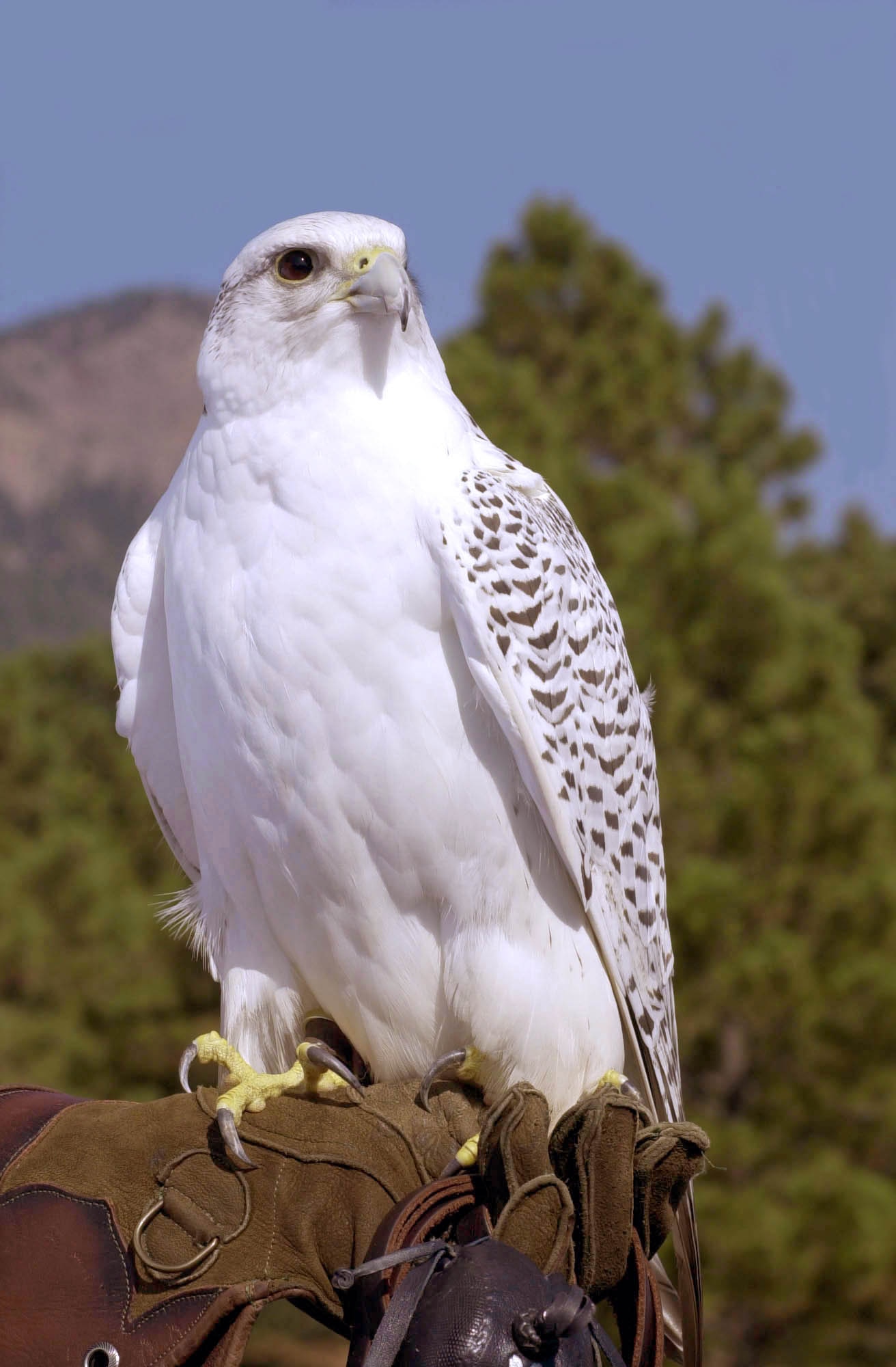 U.S. AIR FORCE ACADEMY, Colo. -- Academy mascot Aurora and 10 other falcons here were vaccinated against the West Nile virus after seven magpies were found dead on campus.  The birds in the falconry program are staying indoors and being closely monitored to protect them against infection.  (U.S. Air Force photo by Tech. Sgt. Ben Bloker)