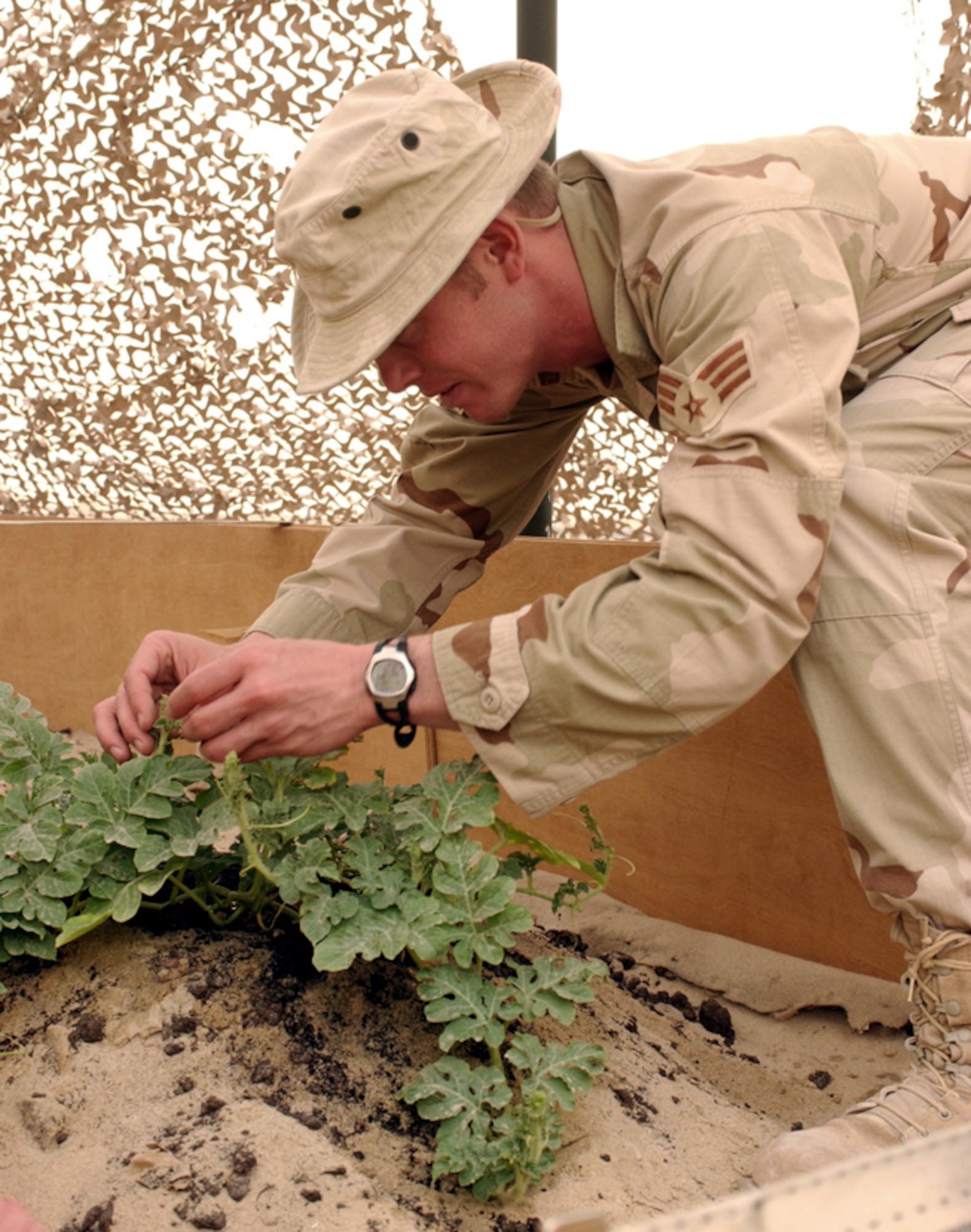 OPERATION IRAQI FREEDOM (AFPN) -- Senior Airman Dusty Bailey prunes his watermelon plants at a forward-deployed location in Southwest Asia.  Bailey is assigned to the 379th Precision Measurement Equipment Laboratory.  (U.S. Air Force photo by Staff Sgt. David Donovan)