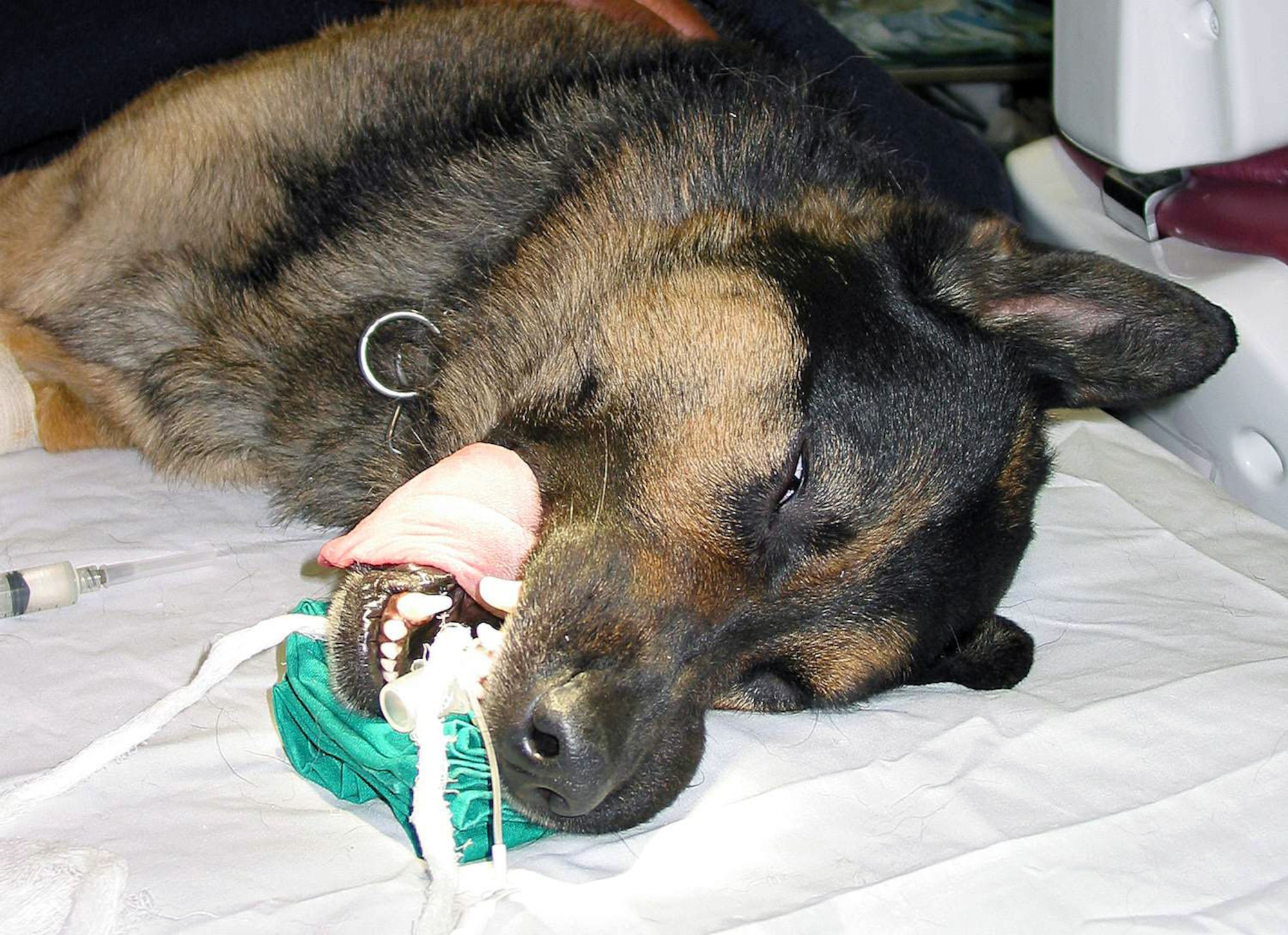 OPERATION IRAQI FREEDOM -- Clinton, a Danish military working dog, is sedated before receiving a root canal to fix a broken canine tooth May 25.  Lt. Col. (Dr.) Steven Wire, the 376th Expeditionary Medical Group dentist, performed the procedure.  (U.S. Air Force photo by Staff Sgt. Jason Smith)