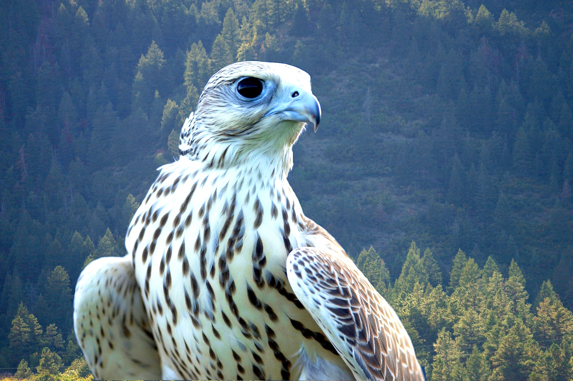 U.S. AIR FORCE ACADEMY, Colo. -- The newest addition to the academy's falconry program, Yeti, looks for his trainer after being unhooded.  This hybrid white gyrfalcon and saker falcon can exceed 200 mph in a dive.  Yeti is training for performances and public appearances.  (U.S. Air Force photo by David Armer)