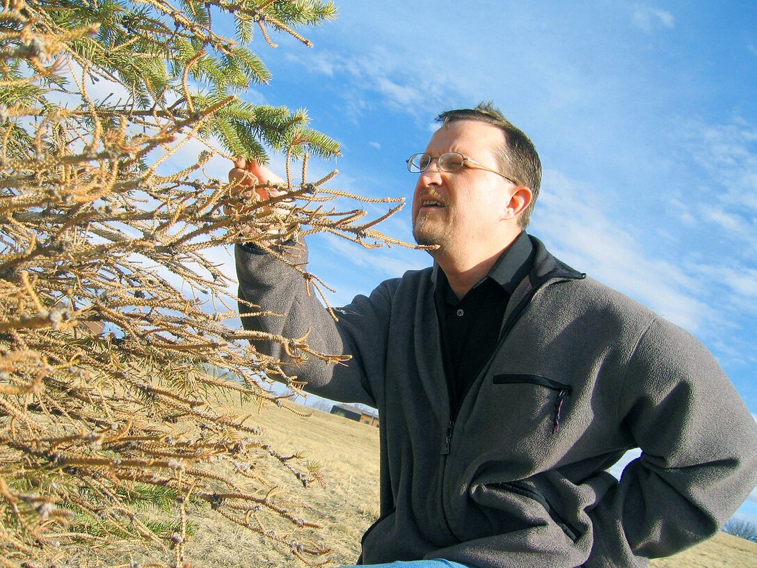 ELLSWORTH AIR FORCE BASE, S.D. -- Greg Johnson checks a spruce tree's condition at the northern end of the greenway here Nov. 20.  The tree was planted by airmen from the 28th Civil Engineer Squadron after using it as their squadron Christmas tree in 2002.  Johnson is the environmental planning chief for the 28th CES.  (U.S. Air Force photo by 2nd Lt. Elizabeth De Jesus)