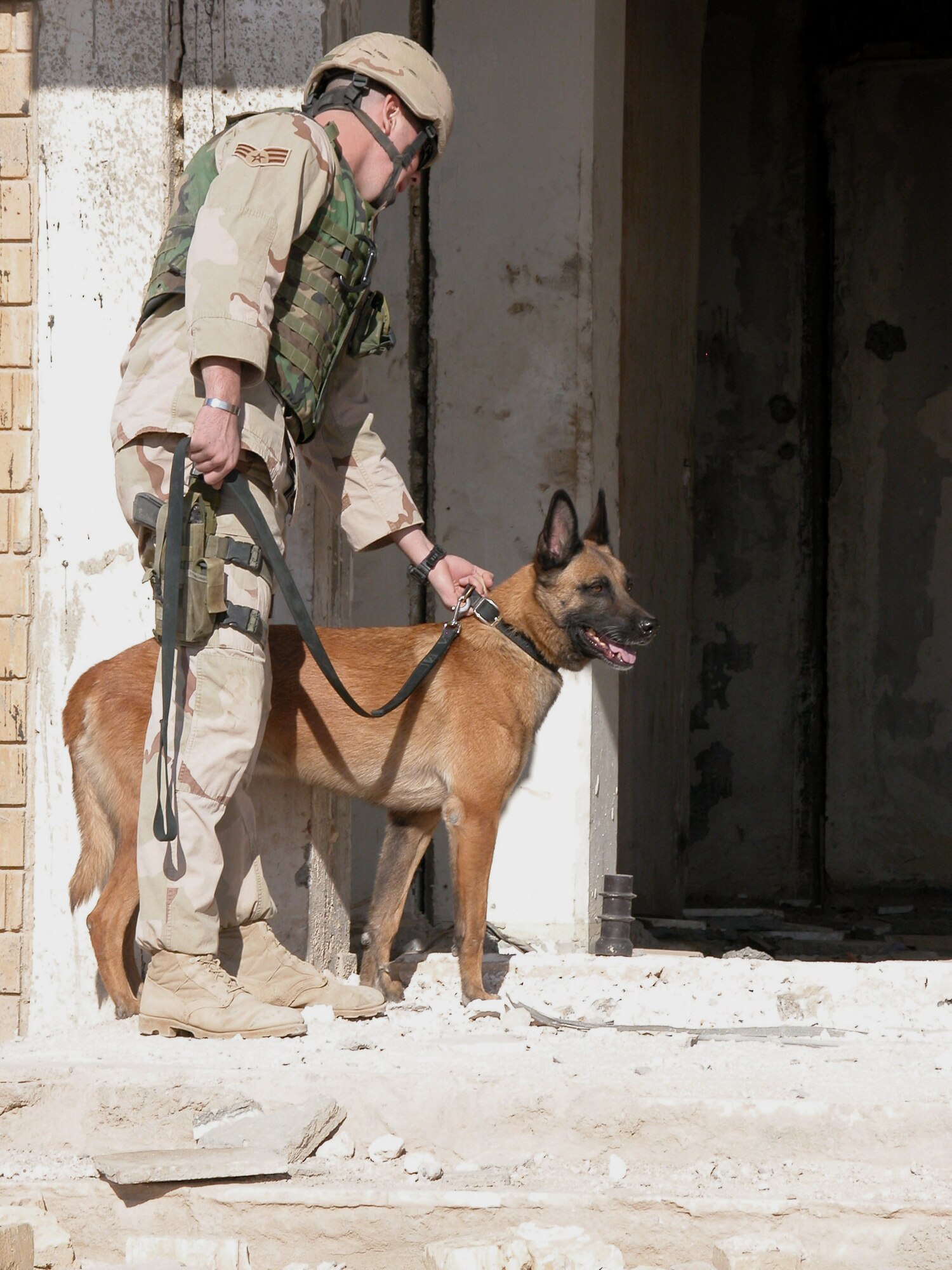 German hot sale military dogs