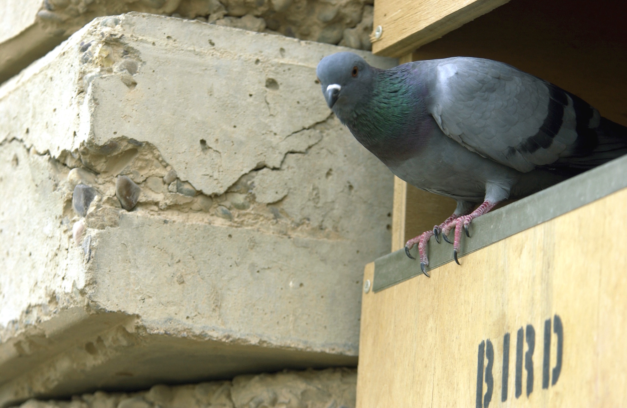 BAGHDAD INTERNATIONAL AIRPORT, Iraq -- A pigeon, named Bird, has a homemade house attached to the side of the hardened aircraft shelter 101st Expeditionary Rescue Squadron airmen also call home.  Bird was rescued and nursed back to health by airmen of the 301st ERQS.  Airmen of the 101st ERQS began caring for and feeding Bird when they replaced the 301st.  (U.S. Air Force photo by Master Sgt. Keith Reed)