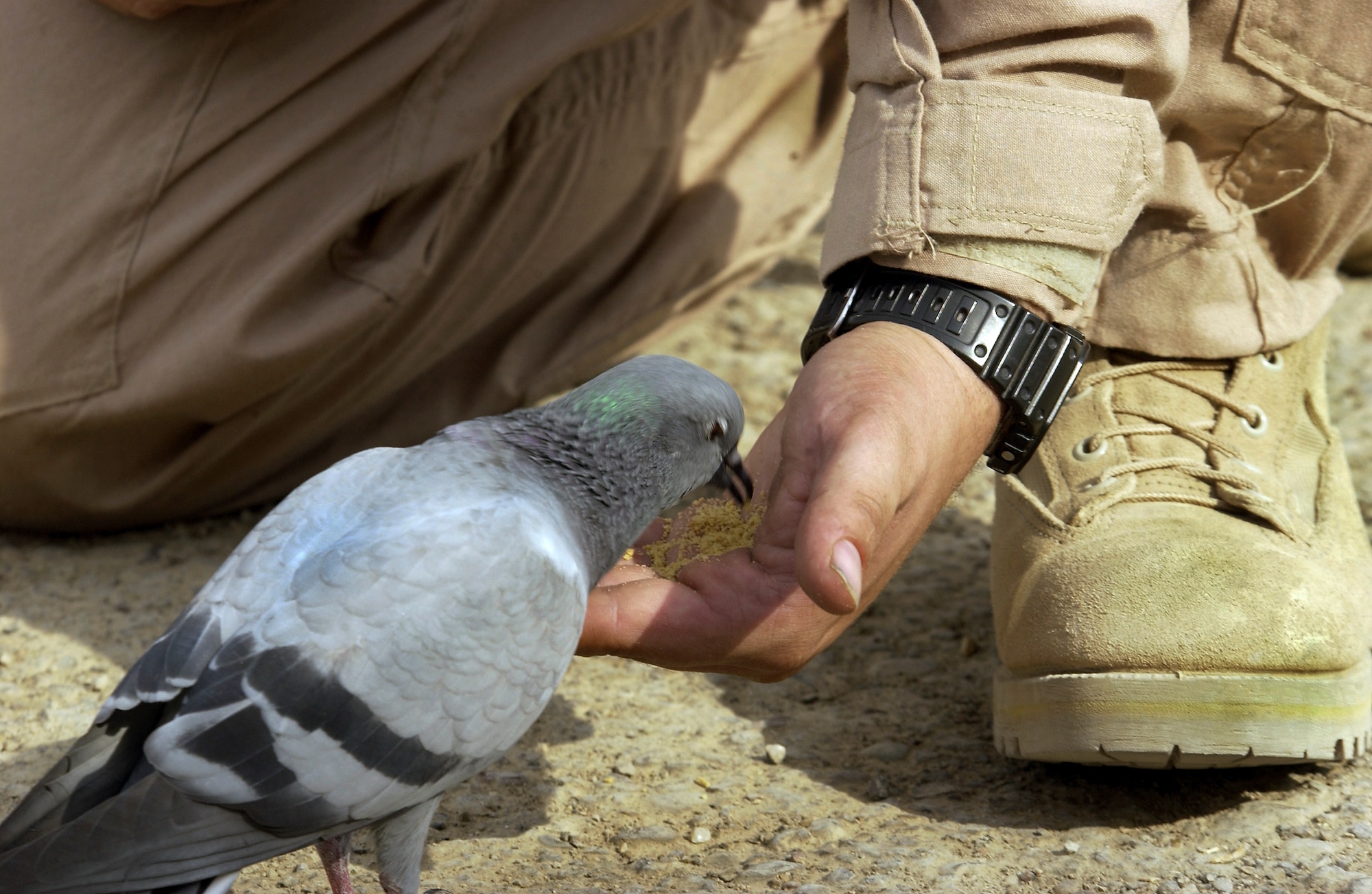 BAGHDAD INTERNATIONAL AIRPORT, Iraq -- Staff Sgt. Steve Sirois, an HH-60 Pave Hawk flight engineer, feeds Bird, a pigeon his unit has been caring for since they deployed here.  Bird was rescued and nursed back to health by airmen of the 301st Expeditionary Rescue Squadron.  Sirois and other 101st ERQS airmen began caring for and feeding Bird when they replaced the 301st.  (U.S. Air Force photo by Master Sgt. Keith Reed)