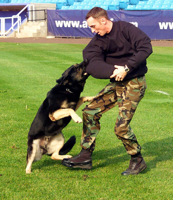 ATLANTIC CITY, N.J. -- Brian, a military working dog, apprehends teammate Staff Sgt. Justin Marshall during the criminal apprehension event at the U.S. Police Canine National Field Trials here.  The team, which also included Brian's handler, Staff Sgt. Jeremiah Jessen, scored a 333 out of 340 points in the event, finishing in fourth place out of 127 teams.  The team is part of the 28th Security Forces Squadron military working dog section at Ellsworth Air Force Base, S.D.  (U.S. Air Force photo by Airman 1st Class Jason Piatek)