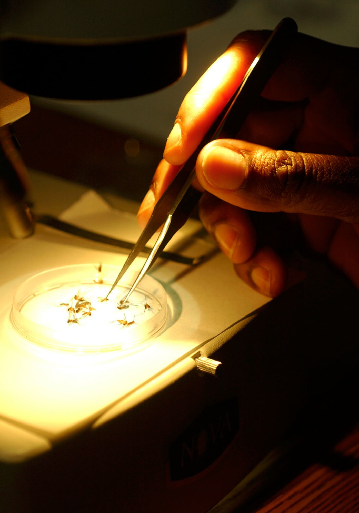 FILE PHOTO -- A worker sorts mosquitoes into three different species and by gender. They will be examined for the presence of West Nile Virus.  (U.S. Air Force photo by Airman Samantha Willner)