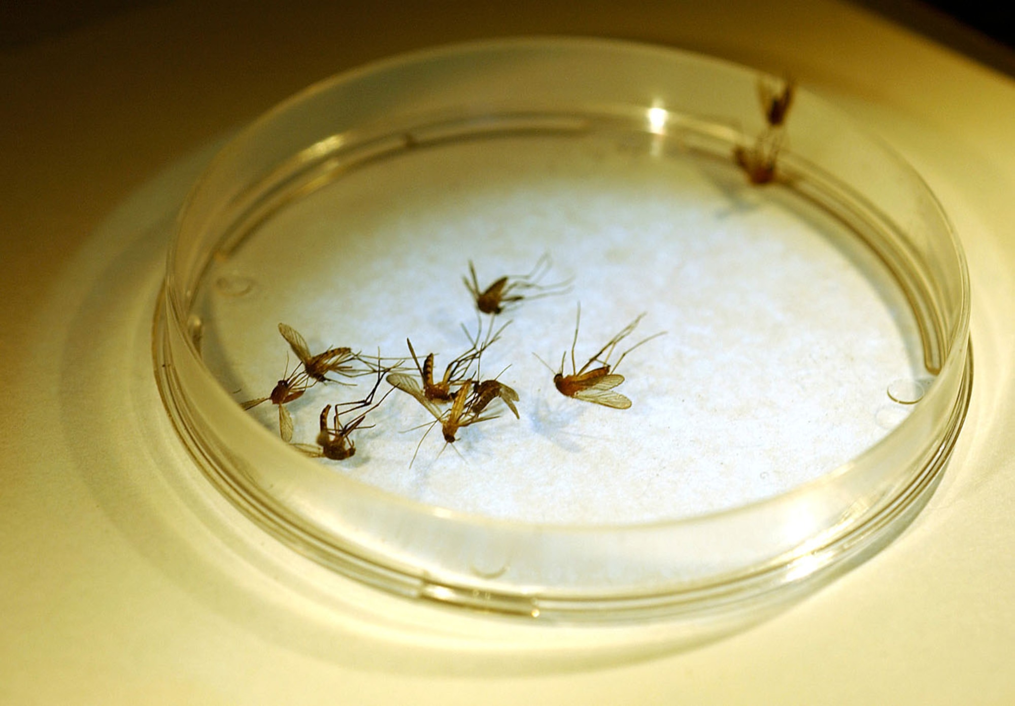 FILE PHOTO -- Frozen mosquitoes are examined and classified into various categories by an entomologist.  Mosquitoes are sorted into three different species and by gender.  They will be examined for West Nile Virus.  (U.S. Air Force photo by Airman Samantha Willner)