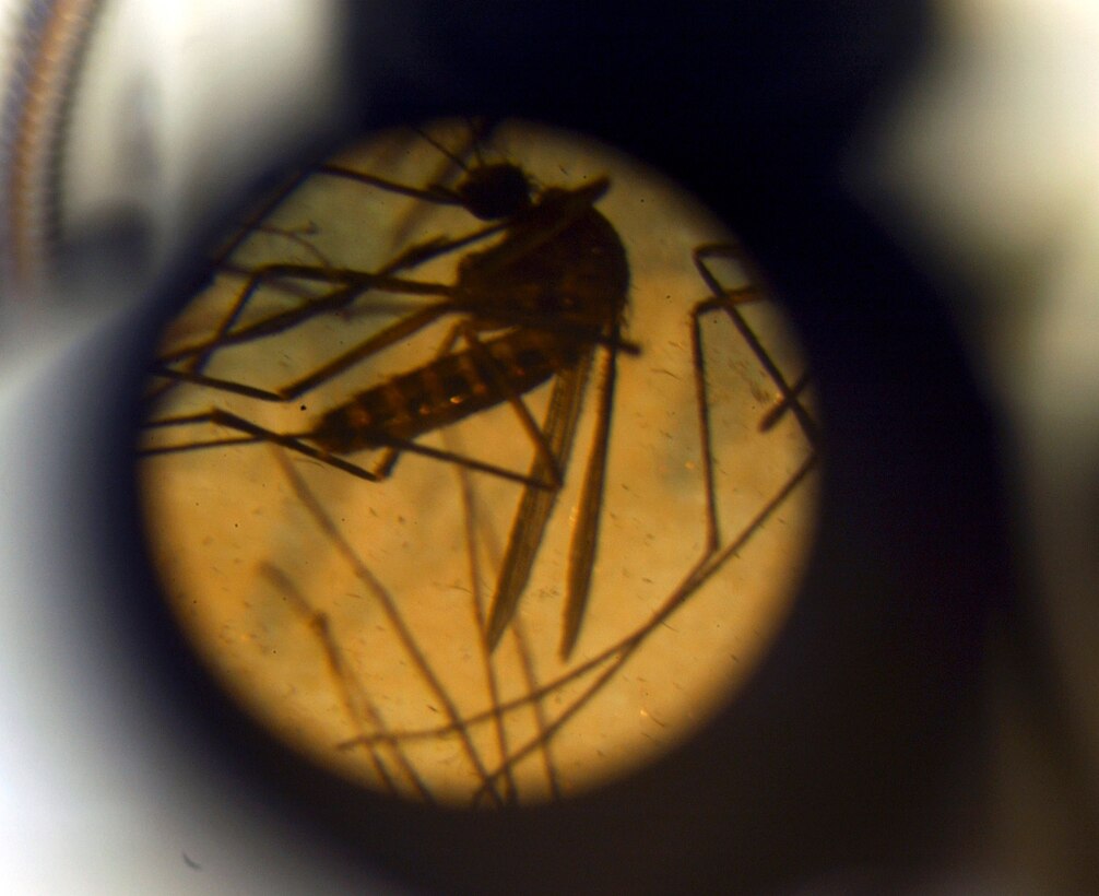 FILE PHOTO -- A group of frozen mosquitoes is viewed through the eyepiece of an entomologist's microscope.  Mosquitoes are sorted into three different species and by gender.  They will be examined for West Nile Virus.  (U.S. Air Force photo by Airman Samantha Willner)