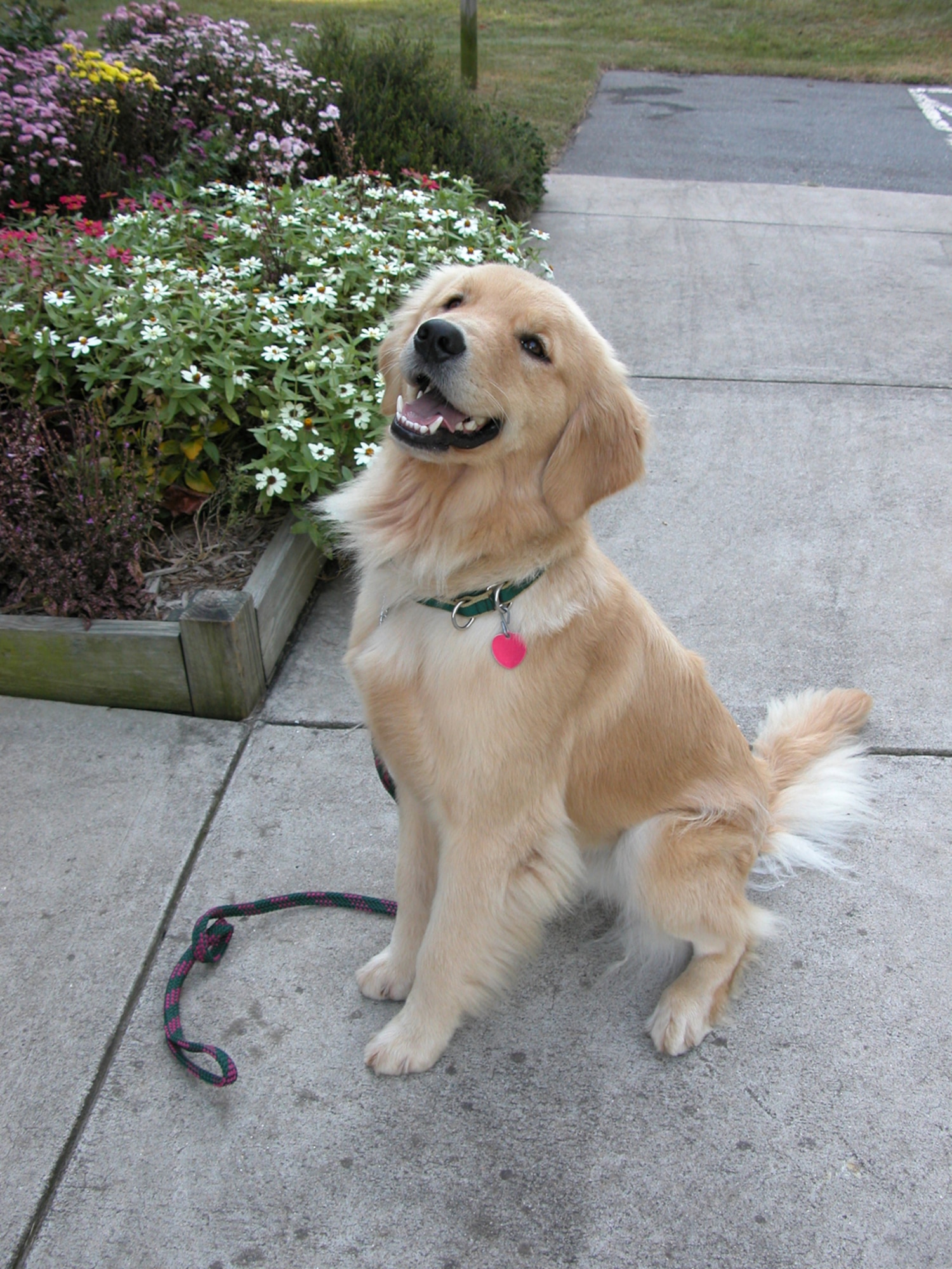 Golden retriever finds girl to help Air Force Article Display