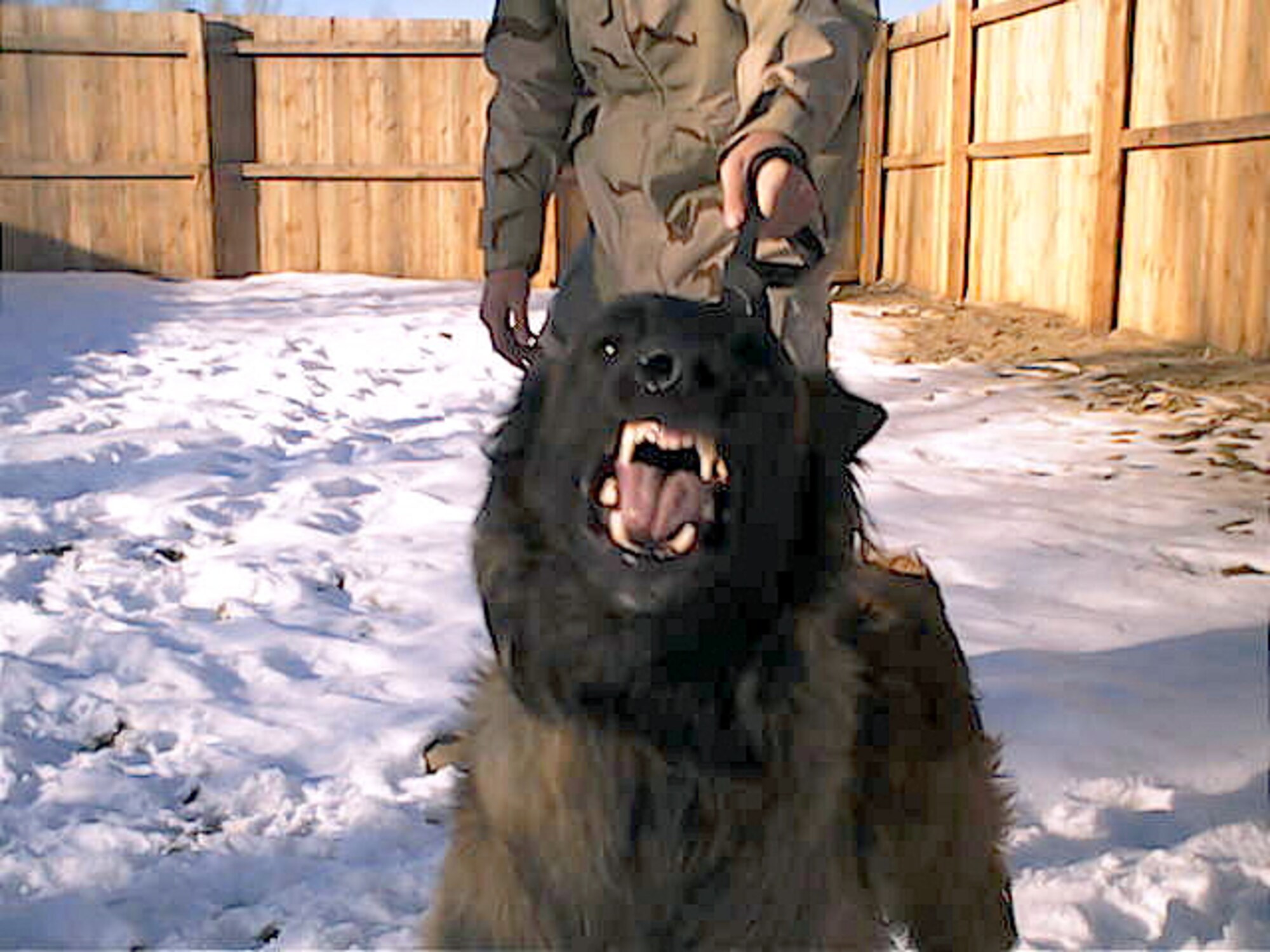 MANAS AIR BASE, Kyrgyzstan -- Charque, a military working dog here, puts on his game face as he prepares to begin his shift.  (U.S. Air Force photo by Tech. Sgt. Robert Debrosse)