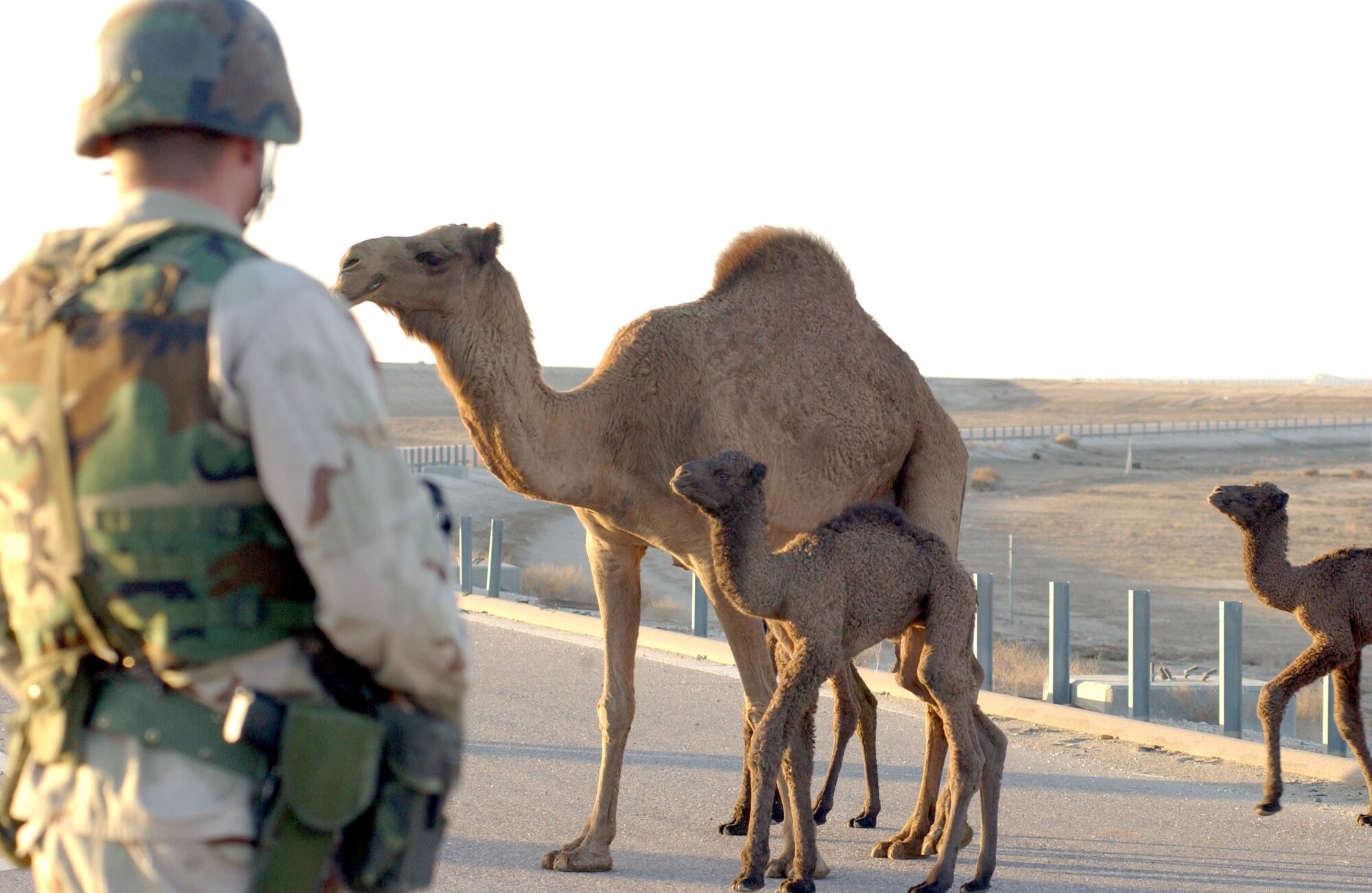 SOUTHWEST ASIA -- Airman Michael Holder stands guard as a herd of camels cross the road during a convoy Dec. 29.  Animals can carry improvised explosive devices, and security forces airmen must treat them as hazards.  Airman Holder is assigned to the 332nd Expeditionary Security Forces Squadron at Tallil Air Base, Iraq.  (U.S. Air Force photo by Staff Sgt. C.E. Lewis)