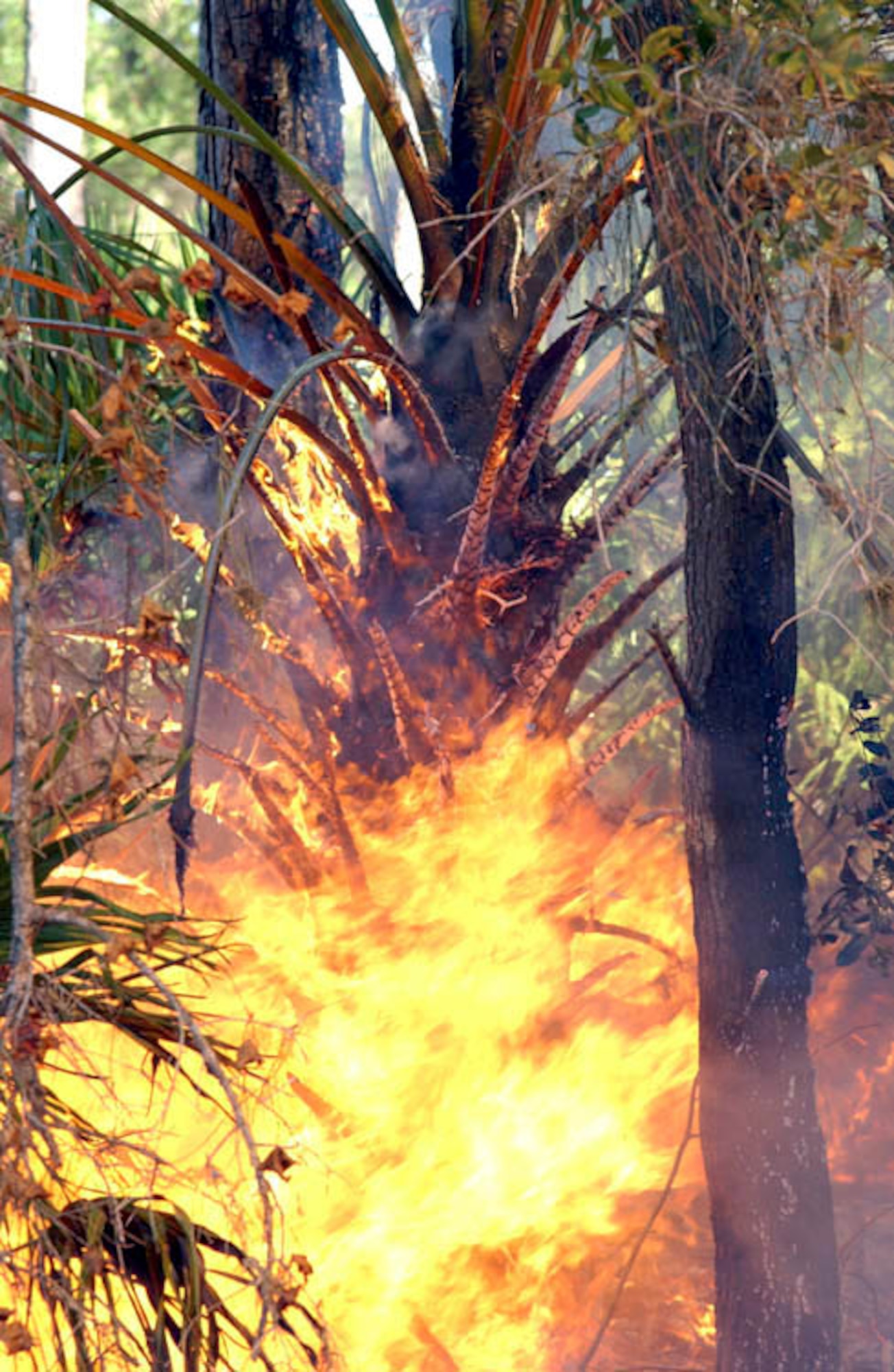MACDILL AIR FORCE BASE, Fla. -- This palm tree was fully engulfed in less than five minutes.  They are highly flammable and one firefighter said they would burn even during a torrential downpour.  (U.S. Air Force photo by Staff Sgt. Randy Redman)