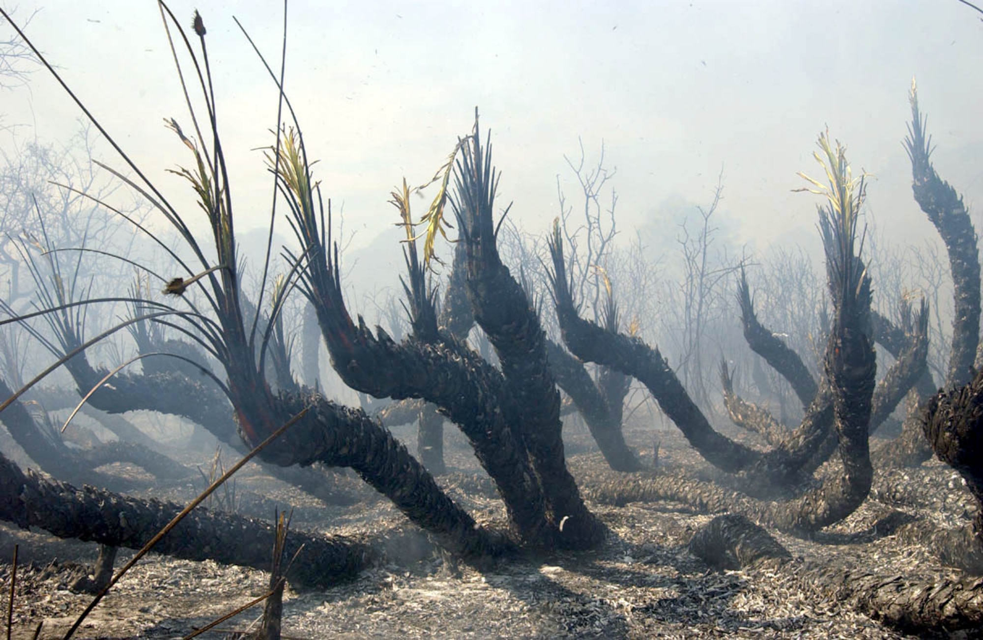 MACDILL AIR FORCE BASE, Fla. -- Ground-level vegetation was not completely decimated; however, only well-established plants like these were able to survive the fire.  (U.S. Air Force photo by Staff Sgt. Randy Redman)