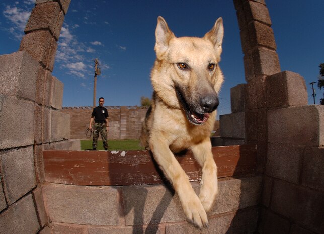 NELLIS AIR FORCE Base, Nev. -- Staff Sgt. Derek Donahey monitors his military working dog, Oran, as he jumps through a mock window at the working dog obstacle course here June 23. Sergeant Donahey and Oran are security forces members with the 99th Security Forces Squadron. (U.S. Air Force photo by Senior Airman Kenny Kennemer)