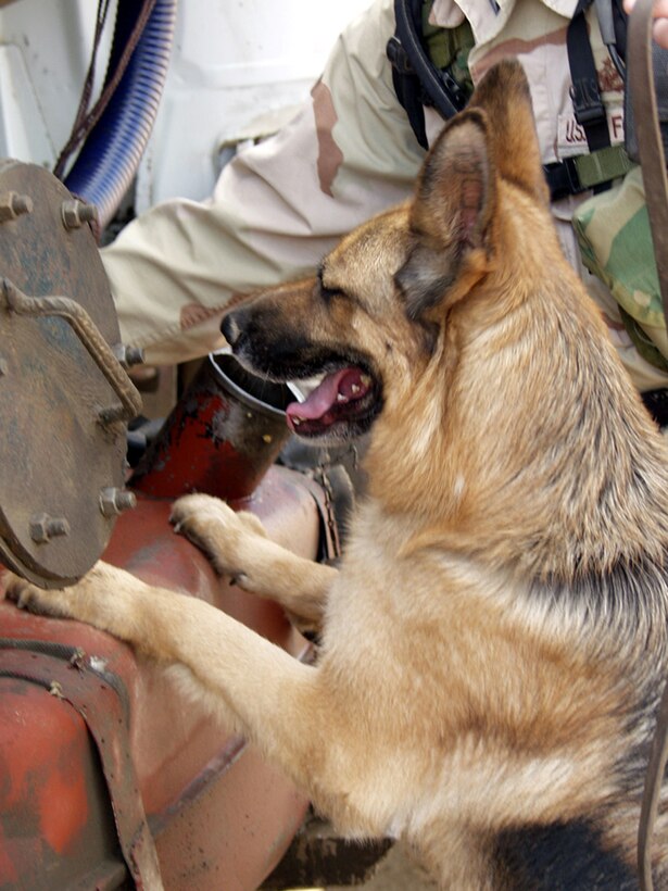 KIRKUK AIR BASE, Iraq -- Exa checks a vehicle during a routine inspection.  The military working dog and handler, Staff Sgt. Andrew Bedell, are assigned to the 506th Expeditionary Security Forces Squadron here.  Both are deployed from McConnell Air Force Base, Kan. (U.S. Air Force photo by Tech. Sgt. Jeffrey Williams)