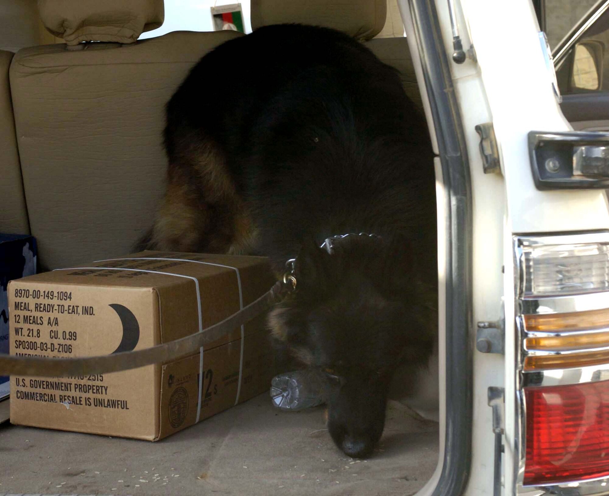 KABUL COMPOUND, Afghanistan -- Dax, a military working dog, searches the back of a vehicle here.  Dax and his handler, Staff Sgt. David Yepsen, are the only Air Force canine team in Afghanistan.  They are deployed supporting Operation Enduring Freedom from the 43rd Security Forces Squadron at Pope Air Force Base, N.C.  (U.S. Air Force photo by Senior Airman Catharine Schmidt)