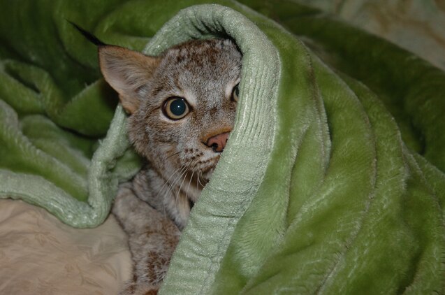 Kisa the bobcat, who belongs to Sgt. Ashley M. Lorenc, a 25-year-old administration clerk with the 9th Marine Corps District, peeks out from under a blanket while playing at her home in Kansas City, Mo. Lorenc has taken care of the 16-month-old, 21-pound bobcat since the cat was only 5-weeks-old and wieghed less than one pound. Their relationship is described as that of a mother and child.